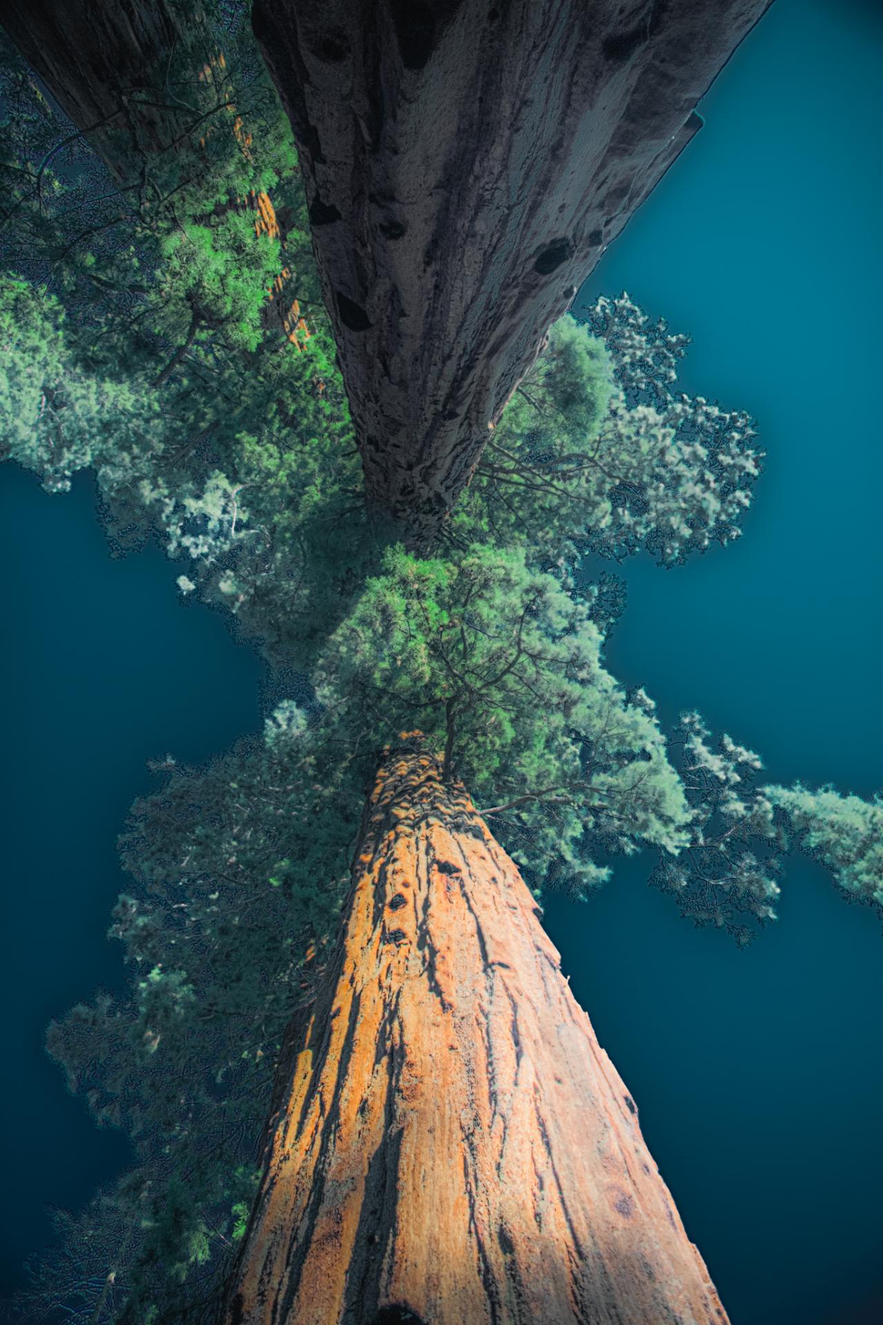 New York Photography Awards Winner - Sequoia