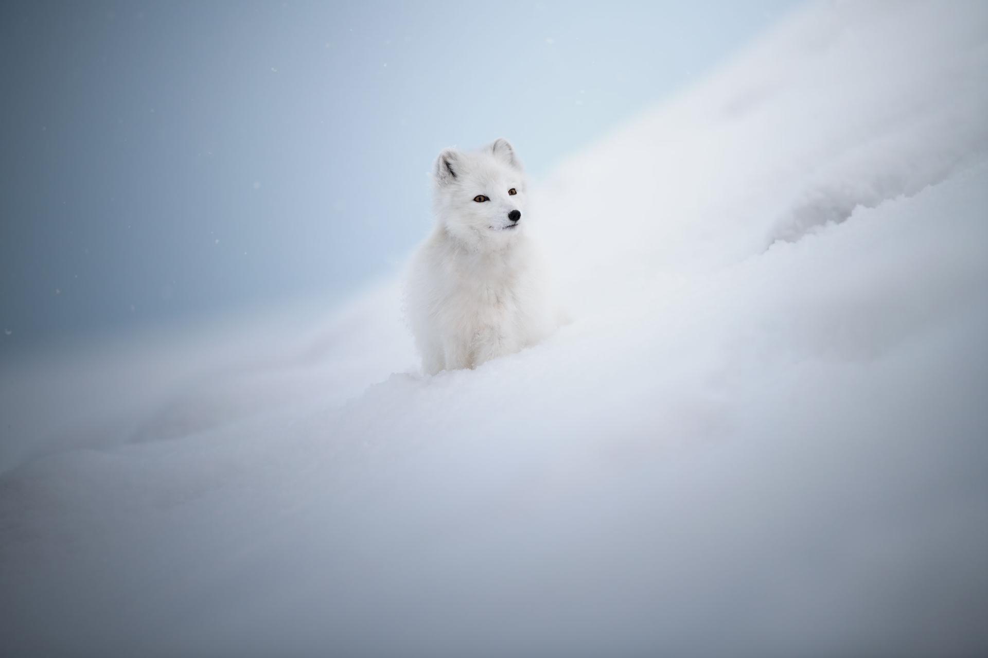 New York Photography Awards Winner - Footprints in the snow