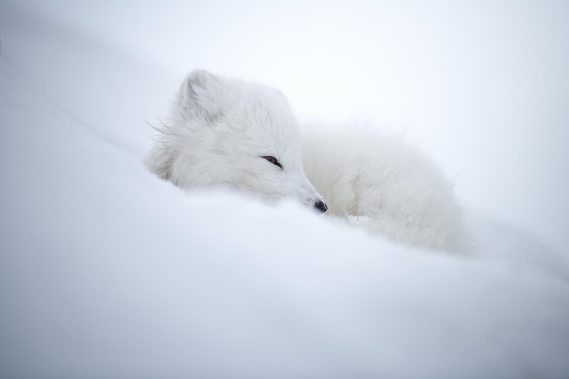 New York Photography Awards Winner - Footprints in the snow