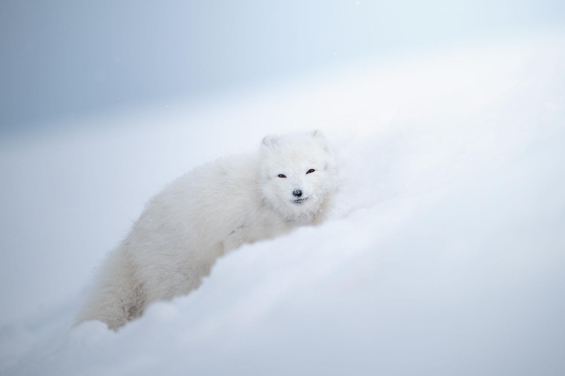 New York Photography Awards Winner - Footprints in the snow
