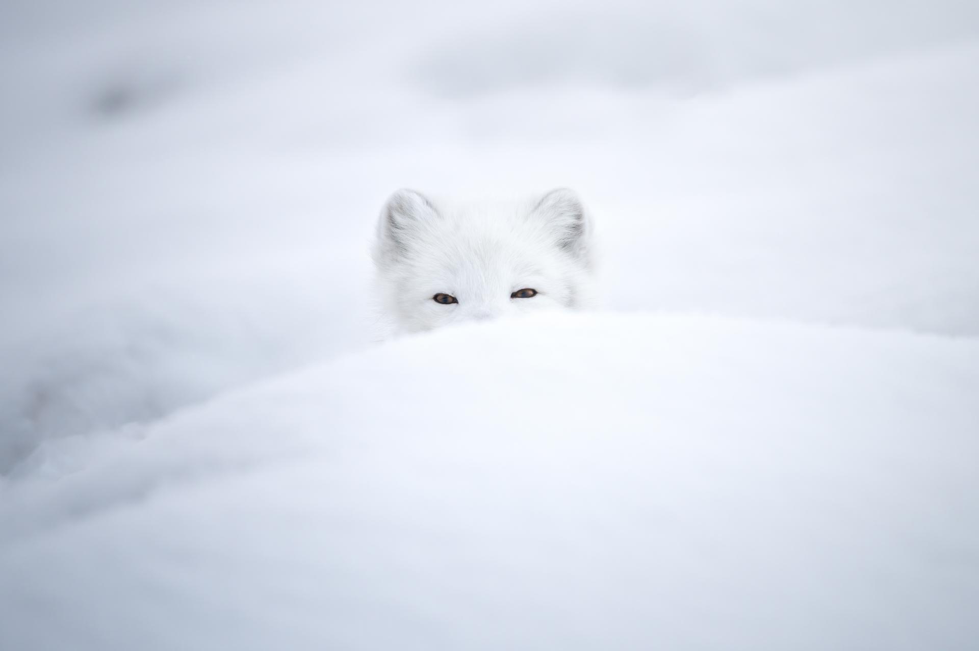 New York Photography Awards Winner - Footprints in the snow