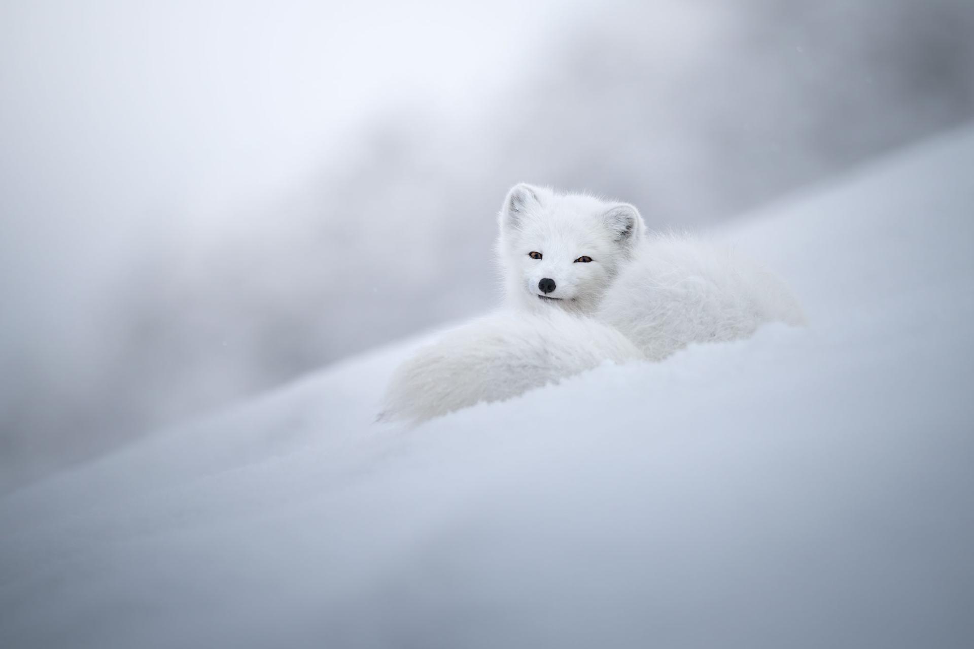 New York Photography Awards Winner - Footprints in the snow