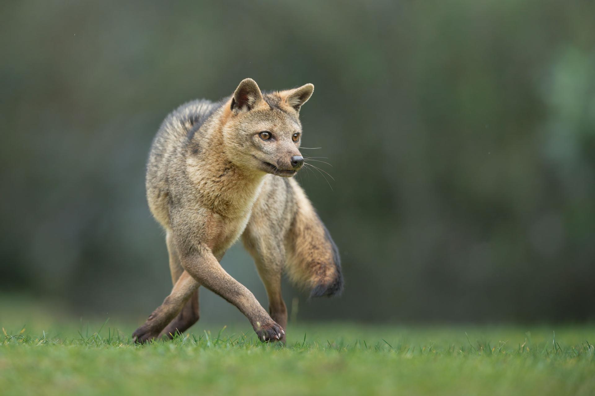New York Photography Awards Winner - Acting like a fox
