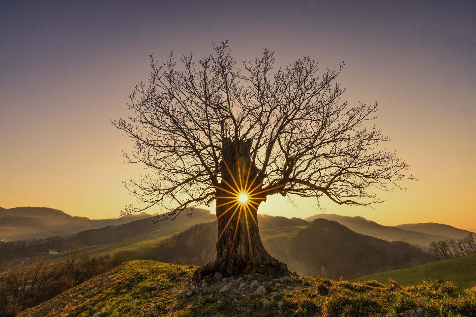 New York Photography Awards Winner - SUNSTAR TREE