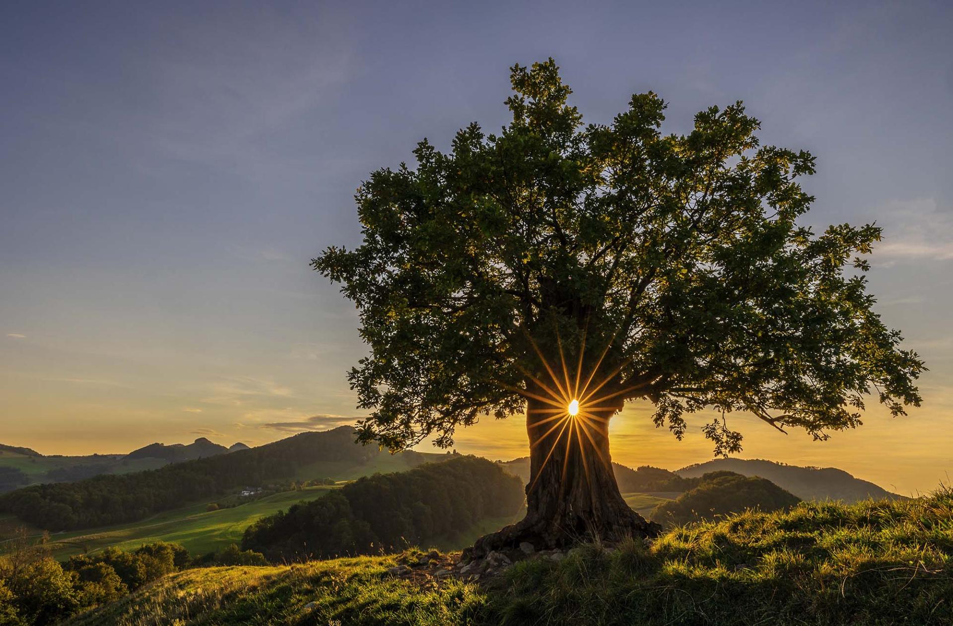 New York Photography Awards Winner - SUNSTAR TREE