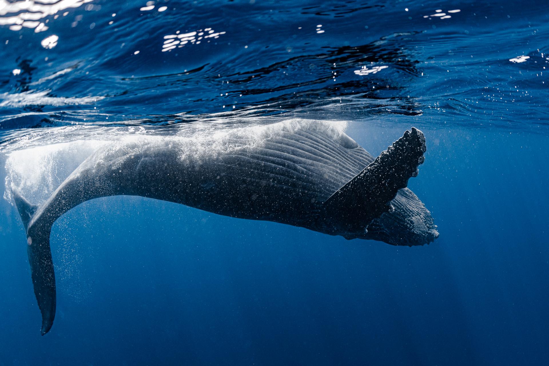 New York Photography Awards Winner - Dance of the Whale
