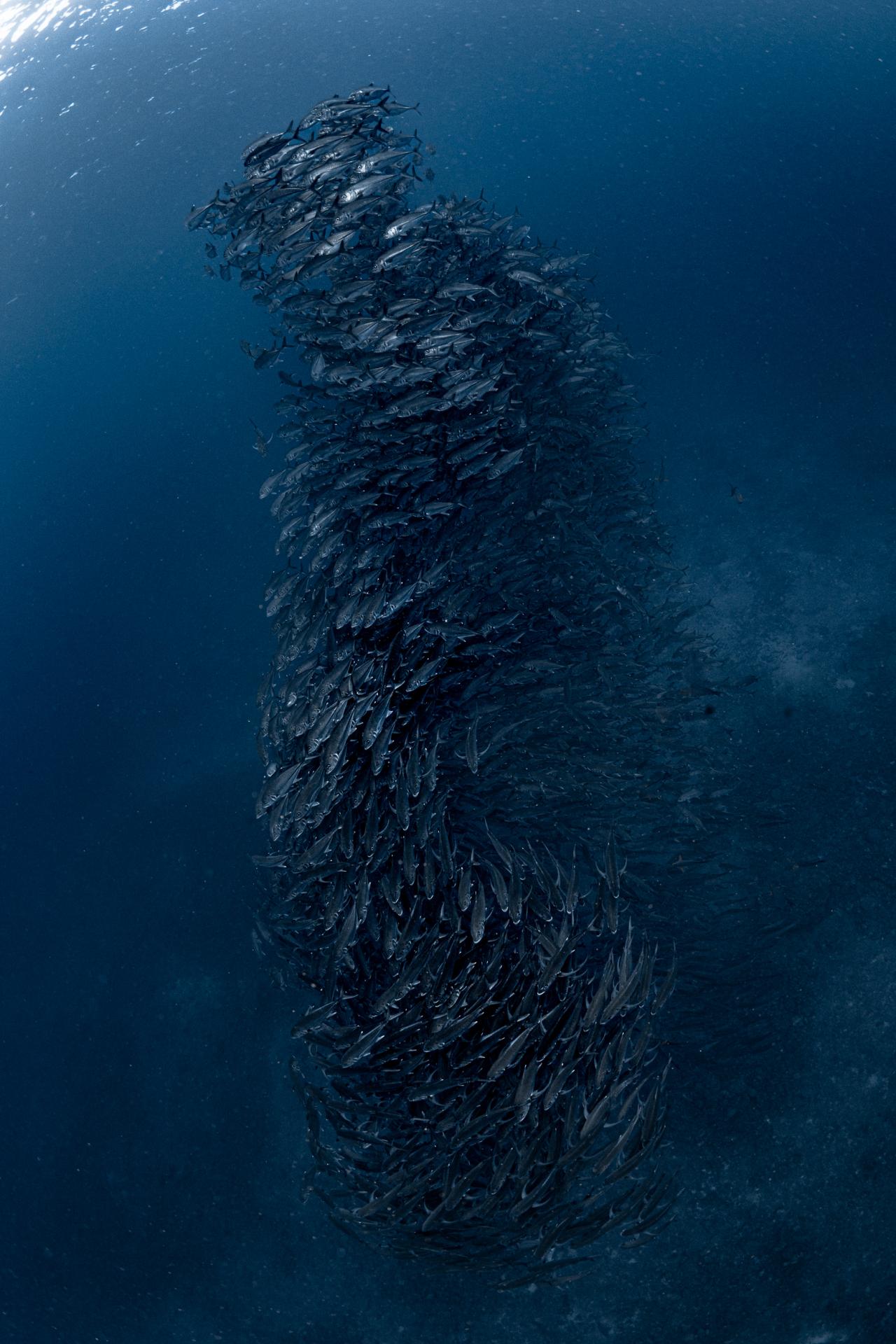 New York Photography Awards Winner - Dragon Whirlwind