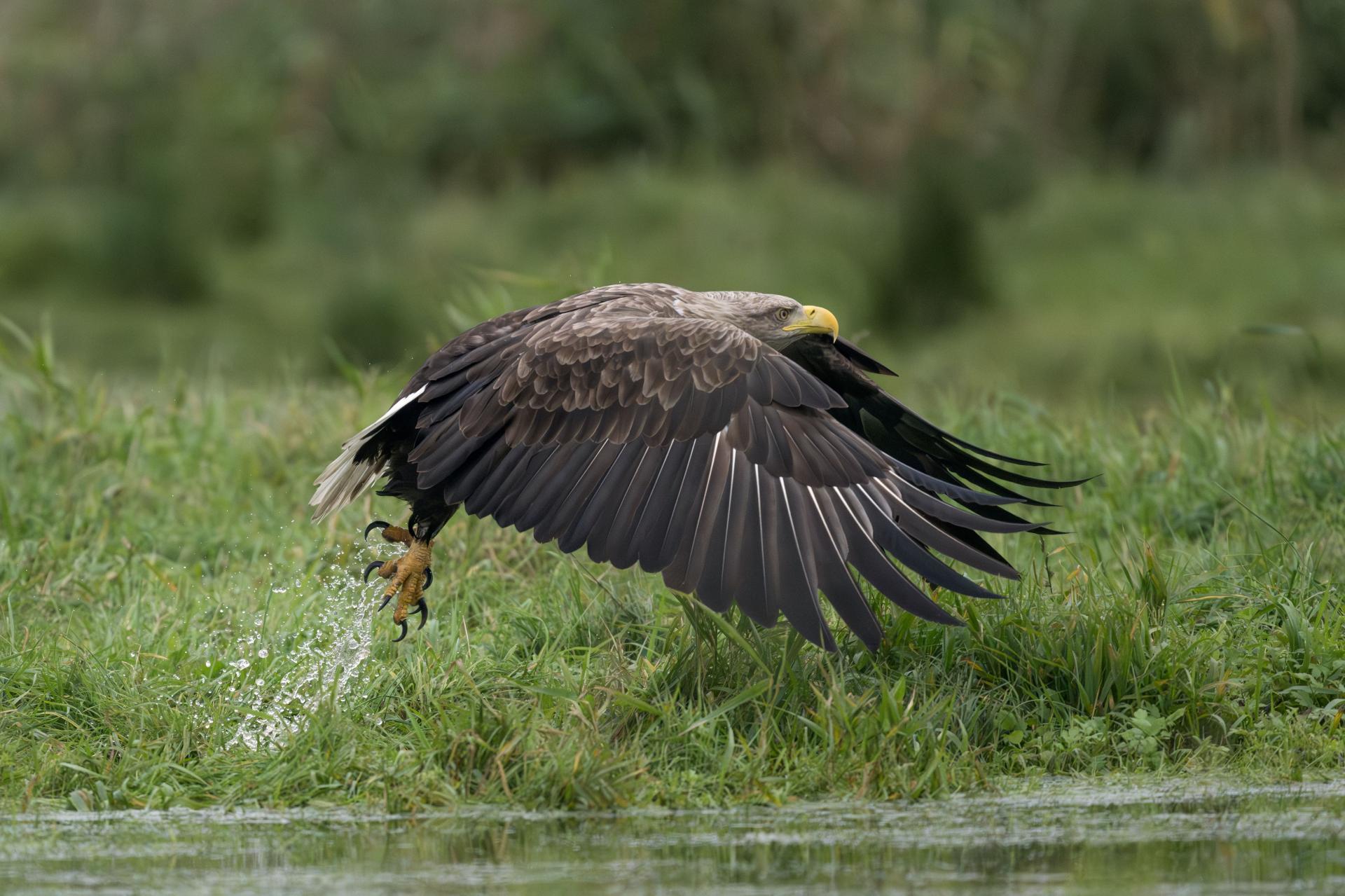 New York Photography Awards Winner - The Eagle