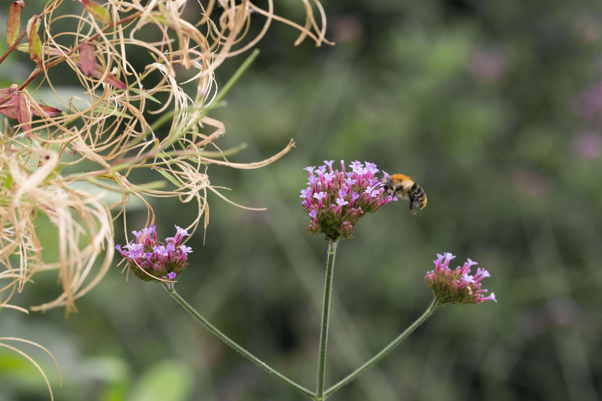 New York Photography Awards Winner - Nature