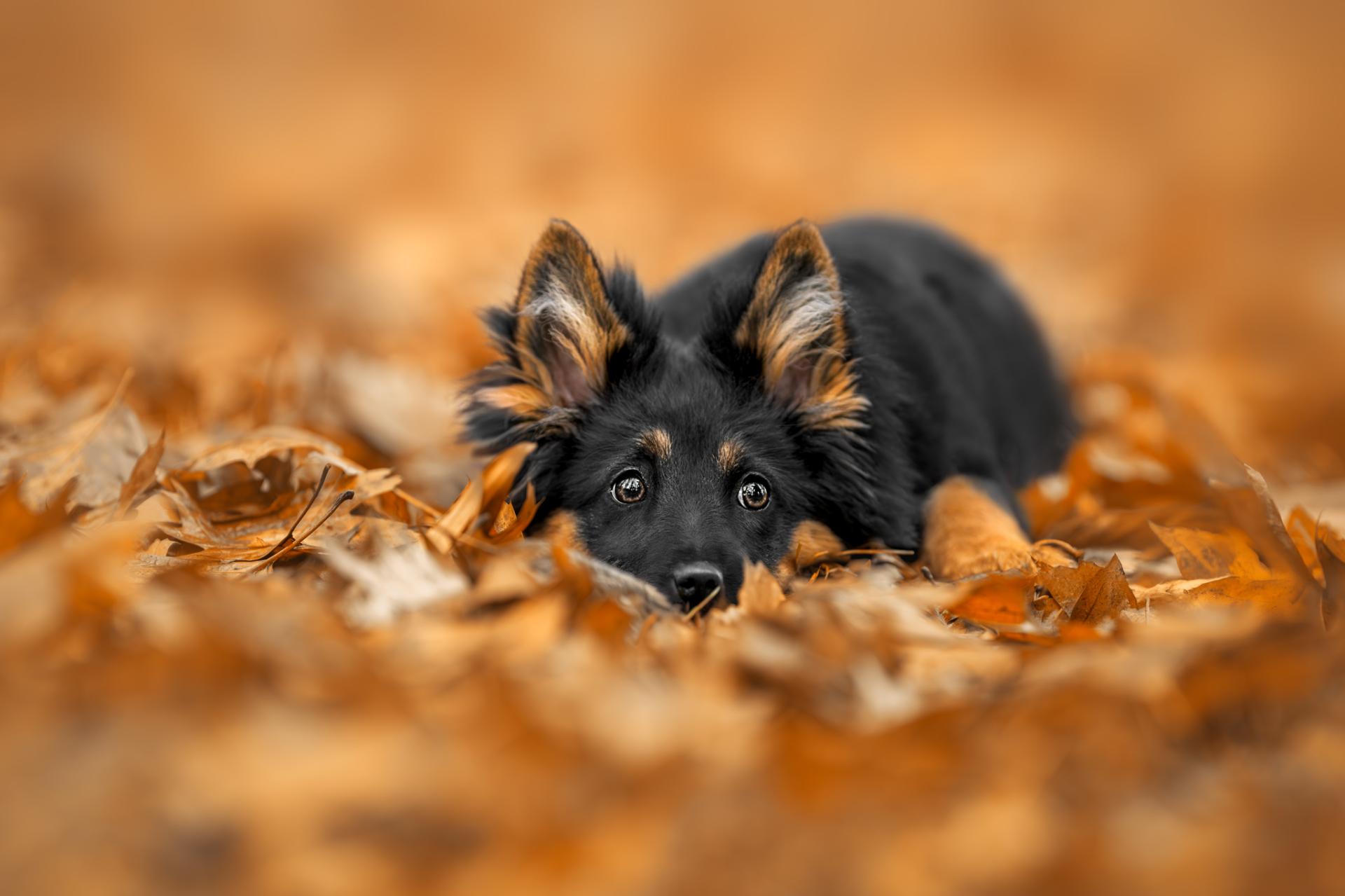New York Photography Awards Winner - Whispers of Autumn's Embrace