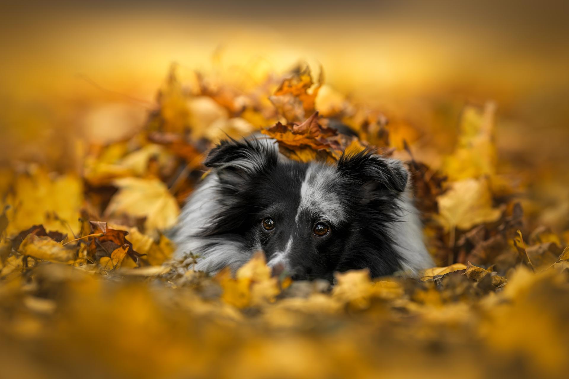 New York Photography Awards Winner - Whispers of Autumn's Embrace