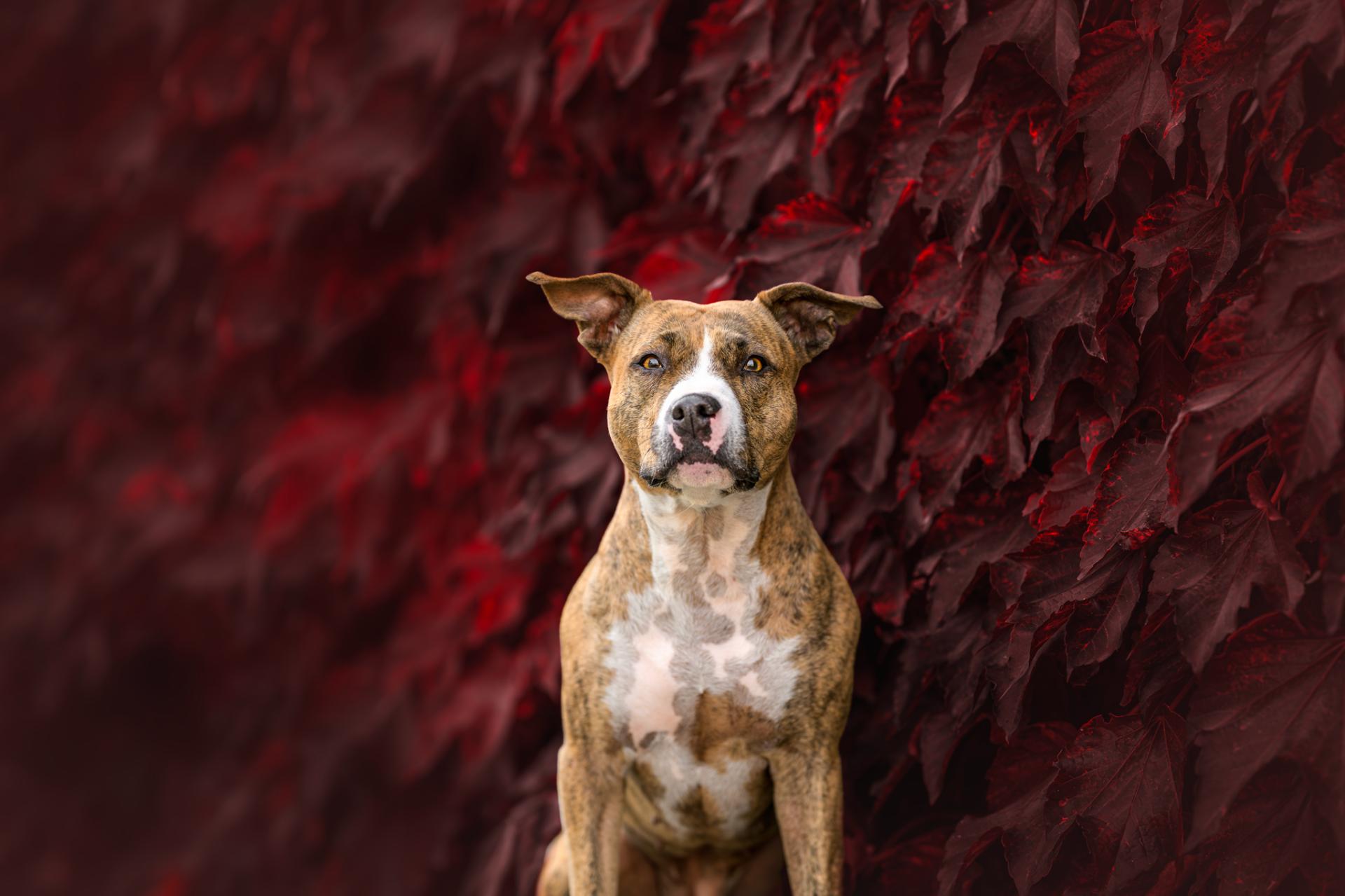 New York Photography Awards Winner - Whispers of Autumn's Embrace