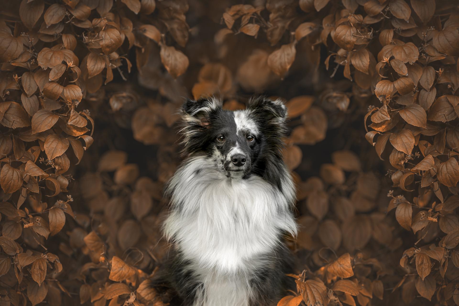 New York Photography Awards Winner - Whispers of Autumn's Embrace