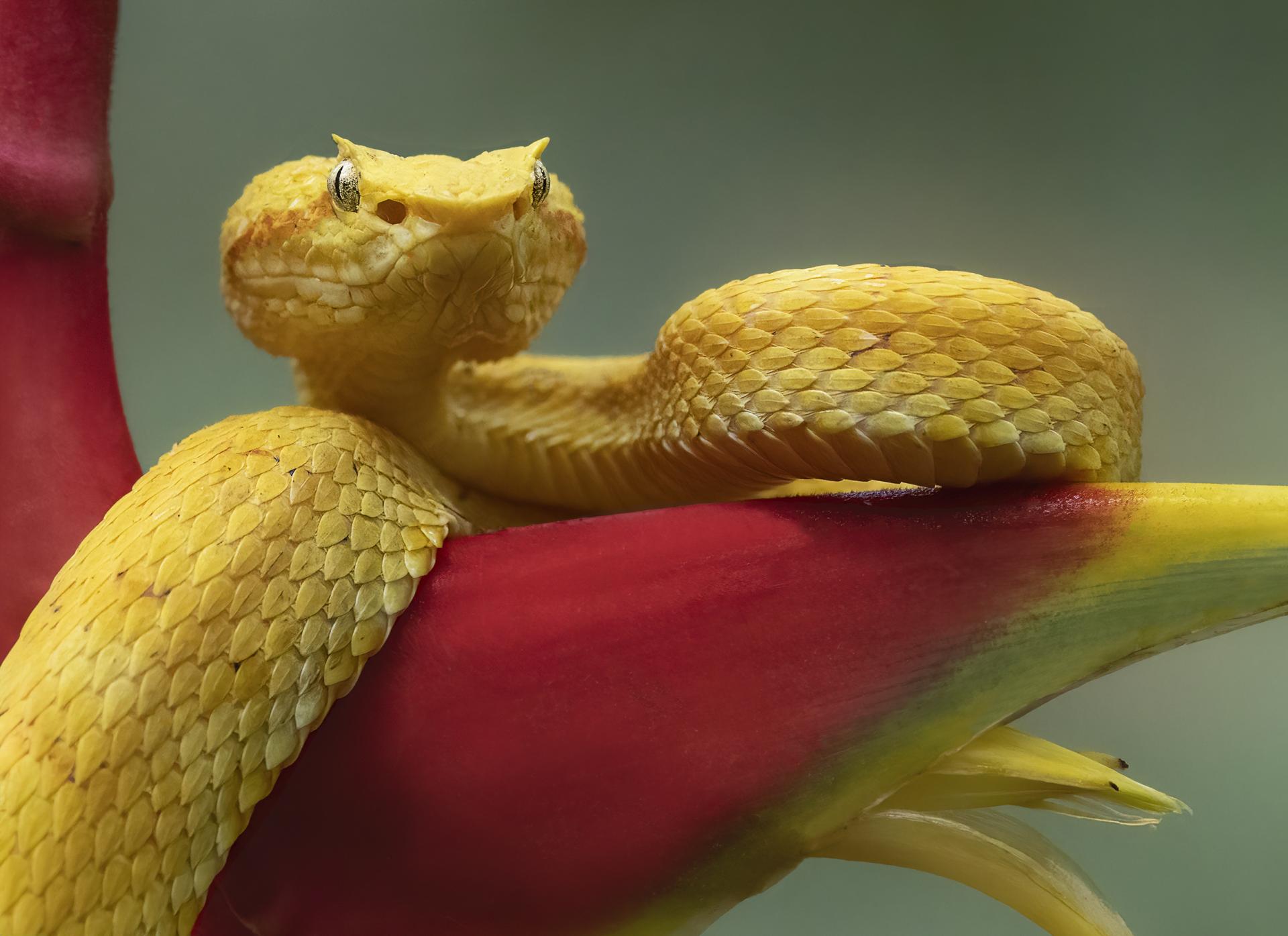 New York Photography Awards Winner - Eyelash Viper