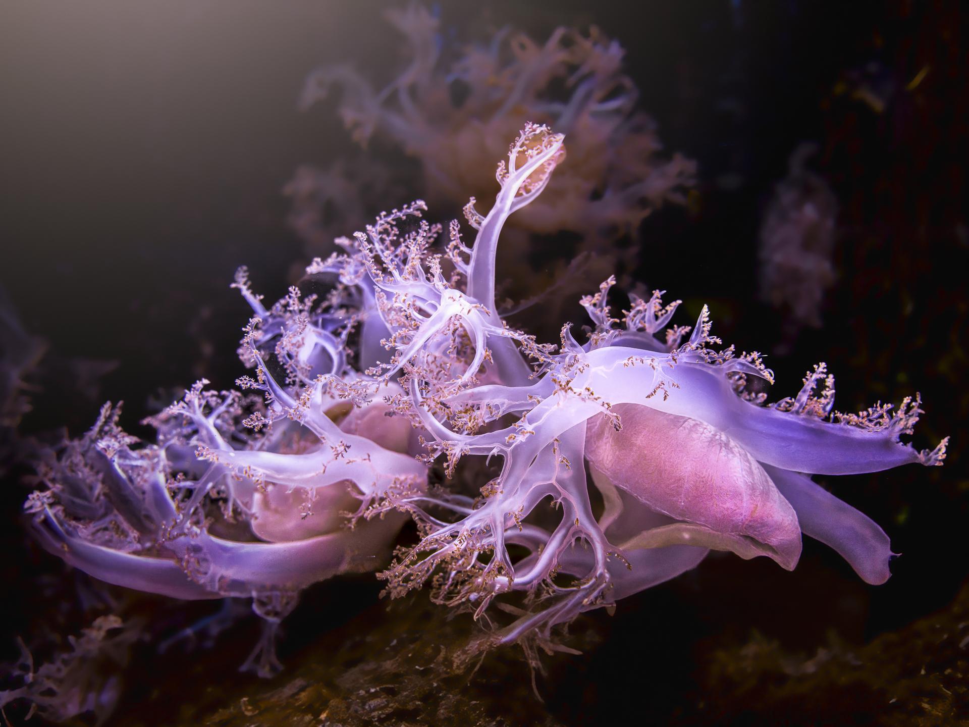 New York Photography Awards Winner - Mangrove jellyfish