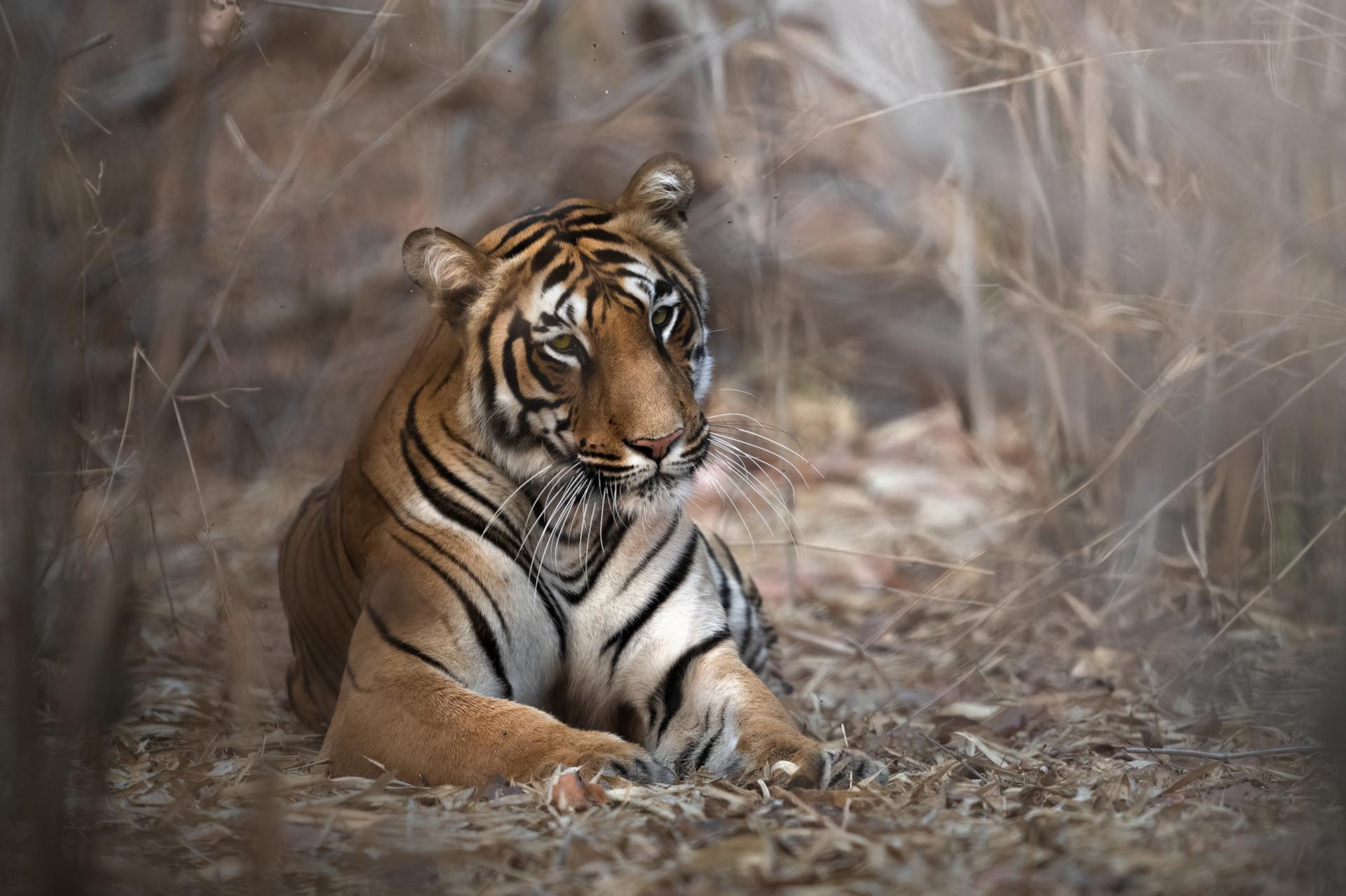New York Photography Awards Winner - My tiger