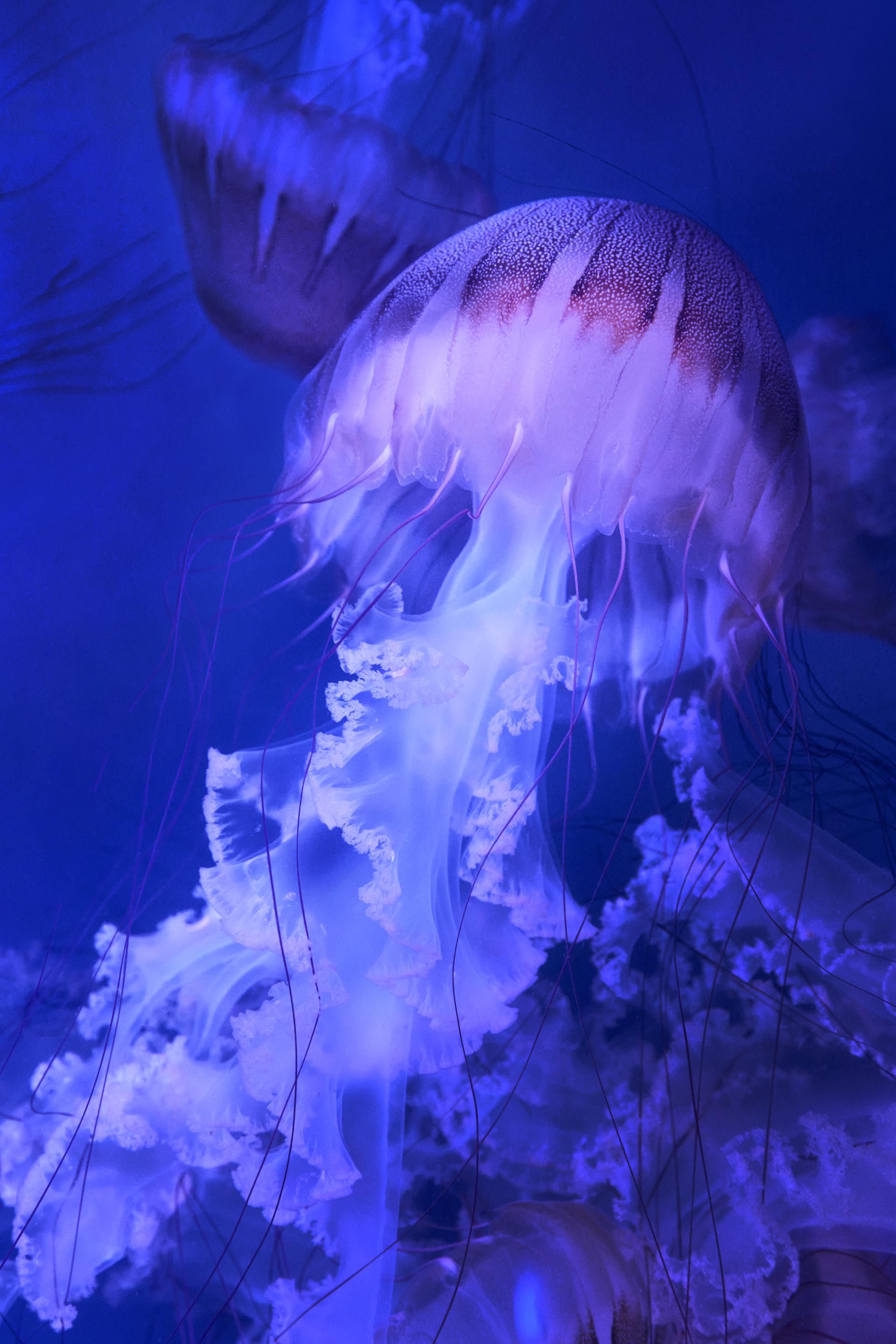 New York Photography Awards Winner - Dancing Jellyfish